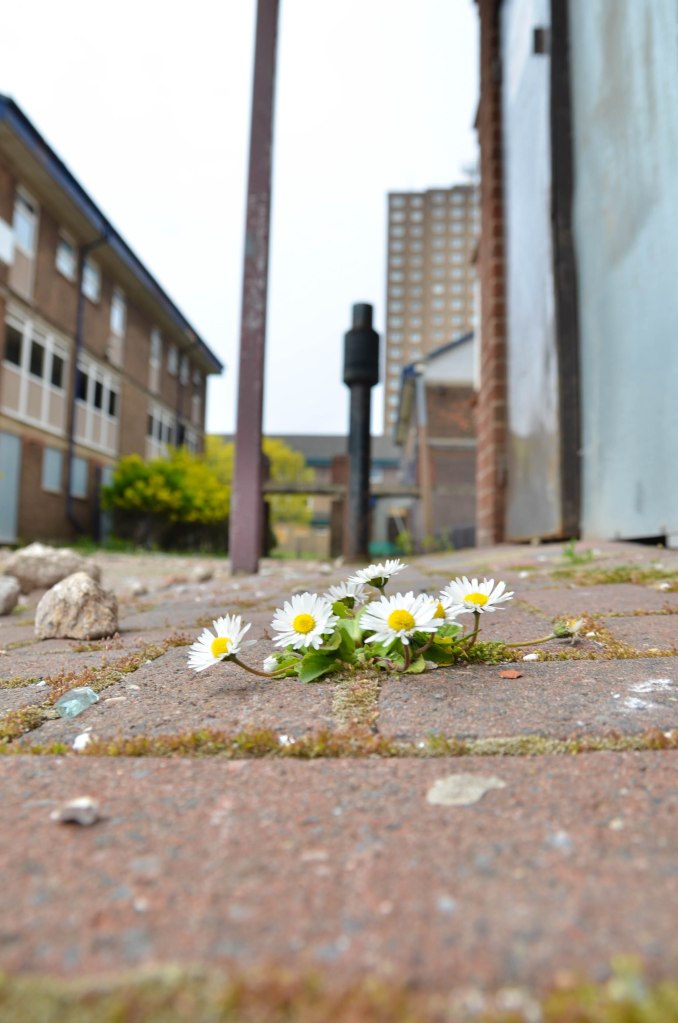 Left derelict. daisy's push through. Nature finds a way. 