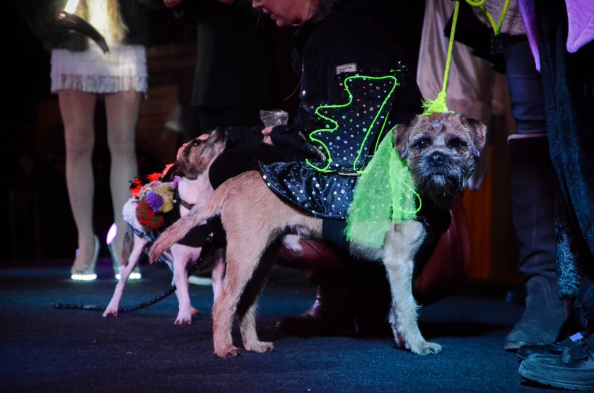 lumidogs-2016-cjgriffiths-150